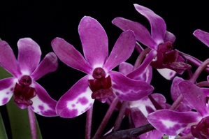 Vandachostylis Pinky Purple Rain HCC/AOS 79 pts.